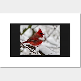 Winter Cardinal 4 Posters and Art